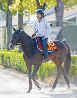 　母系にモティヴェイターの血を持つステラリア