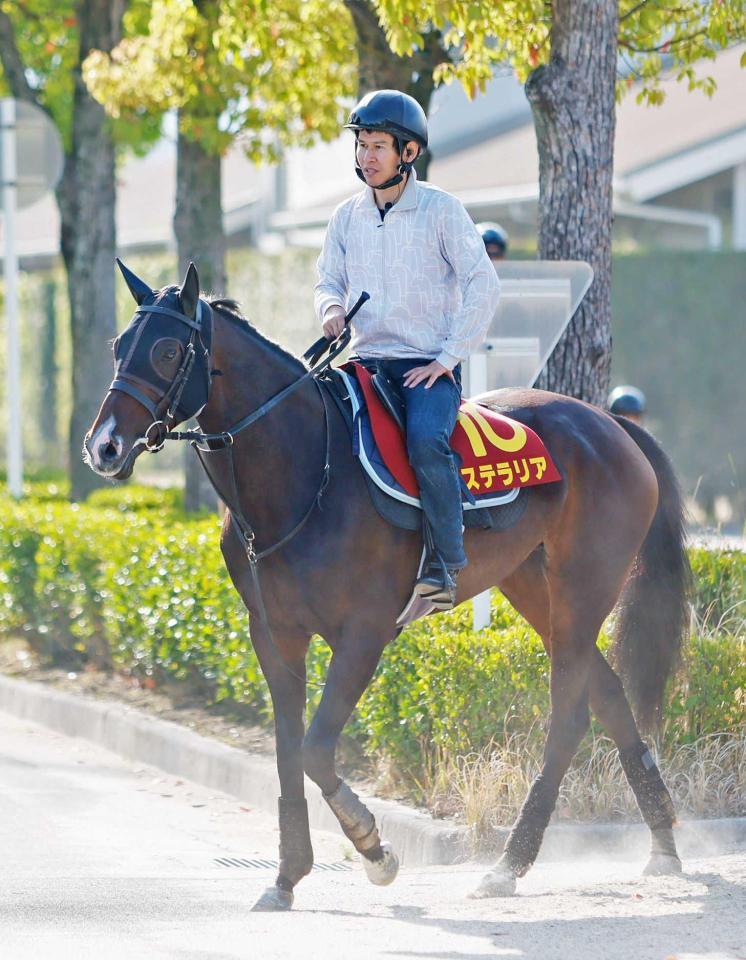 　母系にモティヴェイターの血を持つステラリア