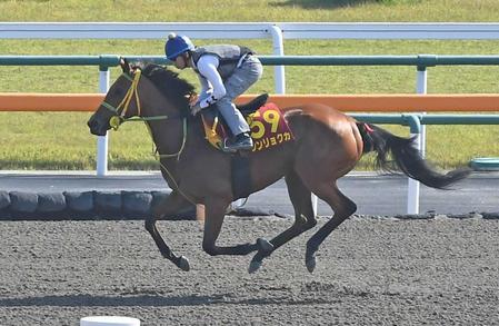 　底力を見せつけたいシンリョクカ（撮影・三好信也）