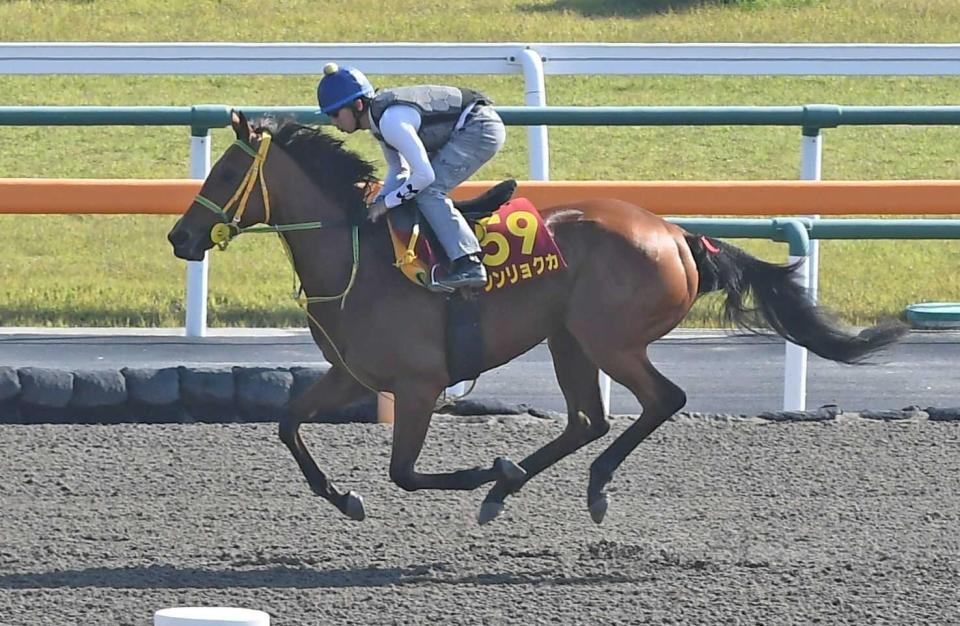 　底力を見せつけたいシンリョクカ（撮影・三好信也）