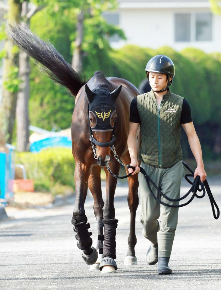 　引き運動を行うミッキーゴージャス＝撮影・石湯恒介