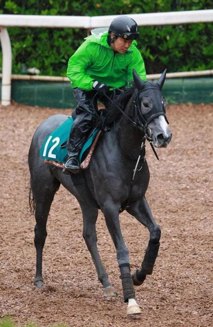 【新馬戦】テラメリタに未知の魅力 期待膨らむ須貝厩舎の逸材 師「スピードがある」/うま屋/デイリースポーツ online