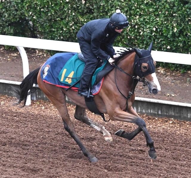【新馬戦】チェルヴィニア 初陣V狙う高い素質の良血馬 木村師「いいバネ感じます」/うま屋/デイリースポーツ online