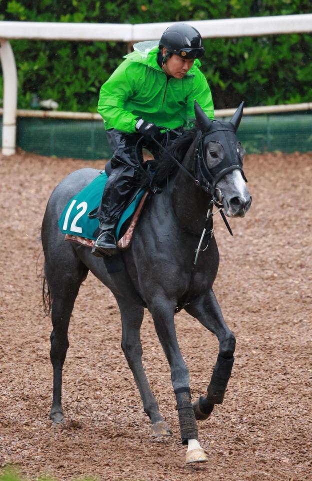 　須貝厩舎のトップバッターとして登場するテラメリタ