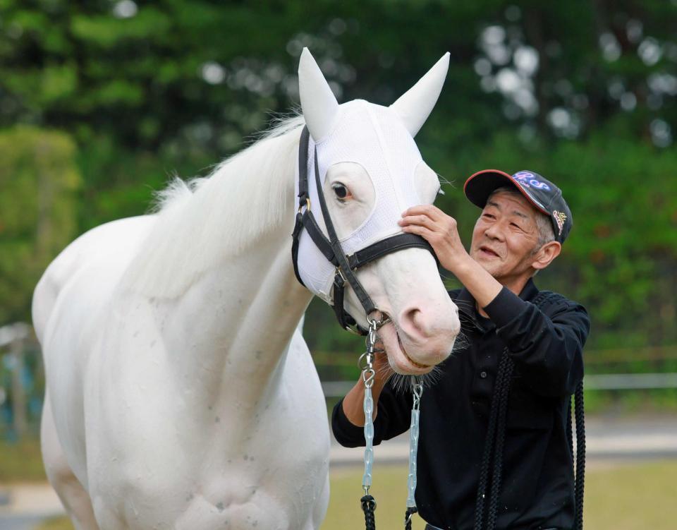 　白毛馬のソダシと最後の大一番に臨む今浪厩務員（撮影・石湯恒介）