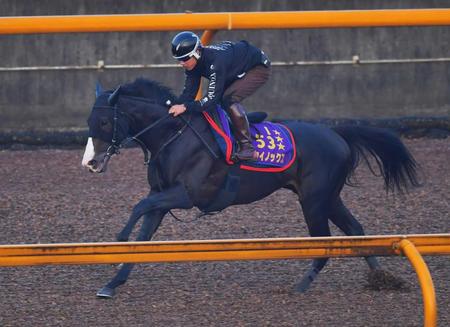 　着々と調子を上げているイクイノックス（撮影・石湯恒介）