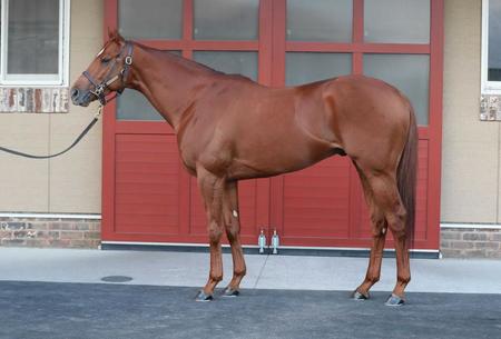 ジオグリフ宝塚記念へ参戦決定 帝王賞には登録せず実績のある芝で