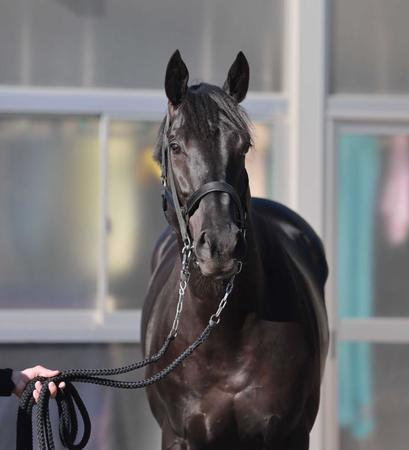 　単走で追われたヴェラアズ－ル