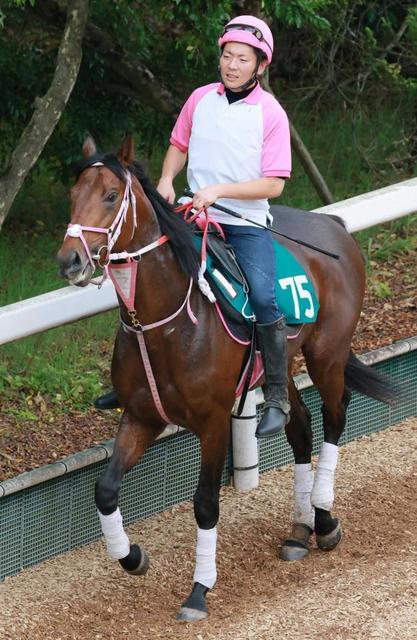 【新馬戦】ショウナンハウル 好素材の1億8000万円馬 松下師「順調に来てます」