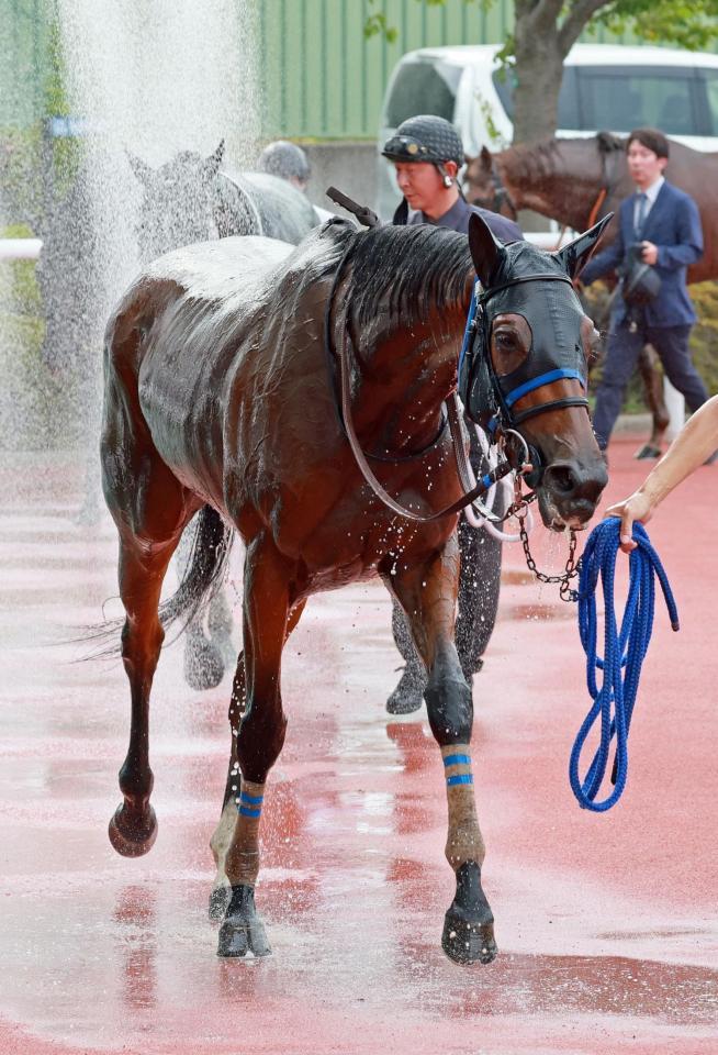 　２着に食い込んだスルーセブンシーズ（撮影・石湯恒介）