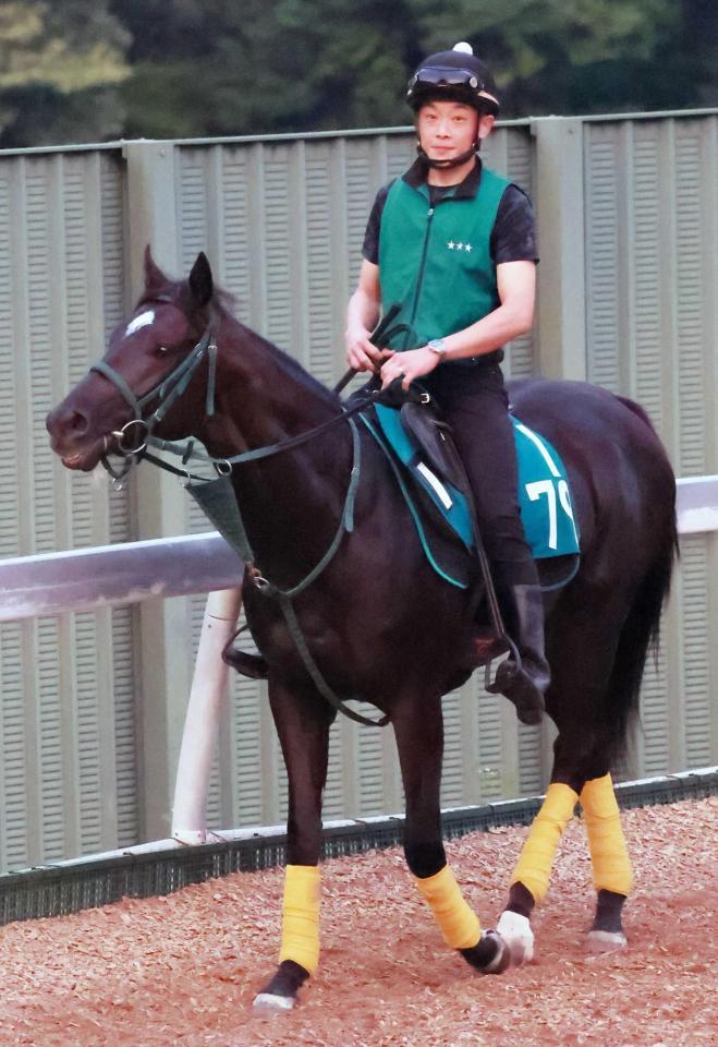 　９日中京でデビューするミカエルパシャ