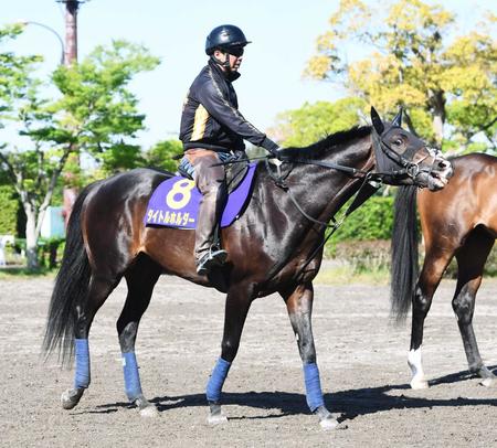 　放牧中のタイトルホルダー。始動戦はオールカマーに