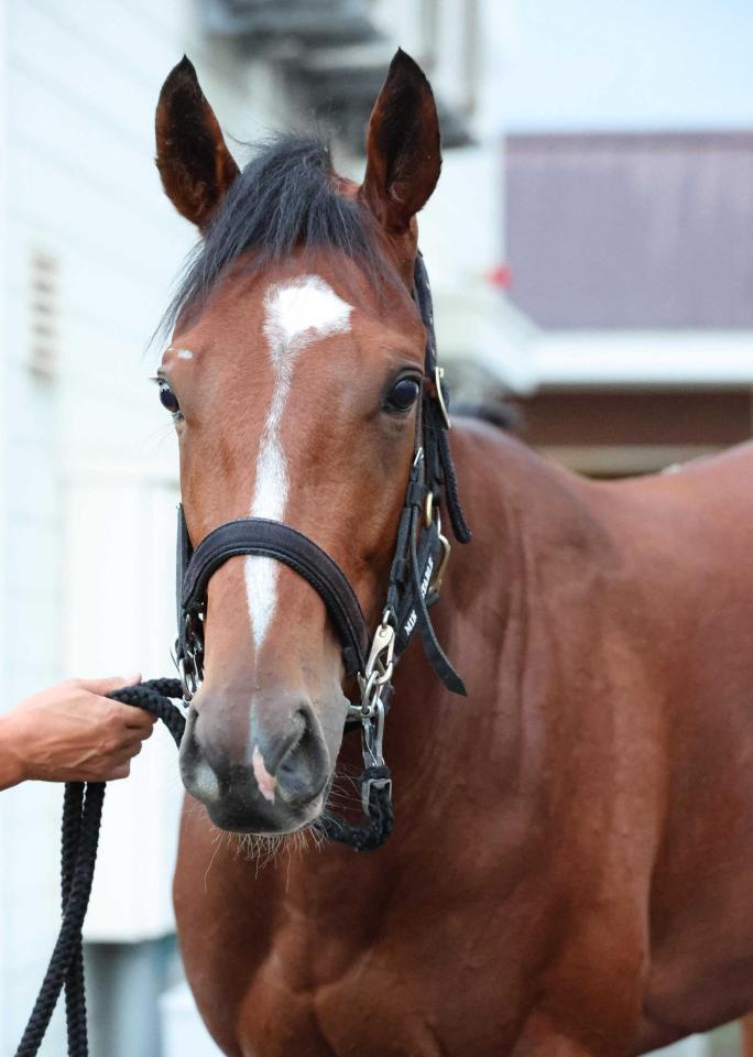 　松永幹厩舎のレーヴジーニアル