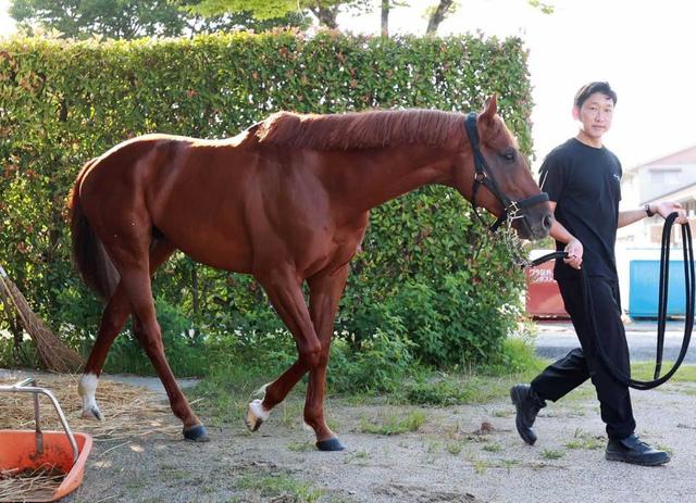 【中京記念】ウイングレイテスト　狙う重賞初制覇　栗東滞在坂路で仕上げ万全＆データも後押し