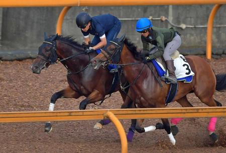 　併せ馬で軽快な動きを見せるルージュスティリア（左）