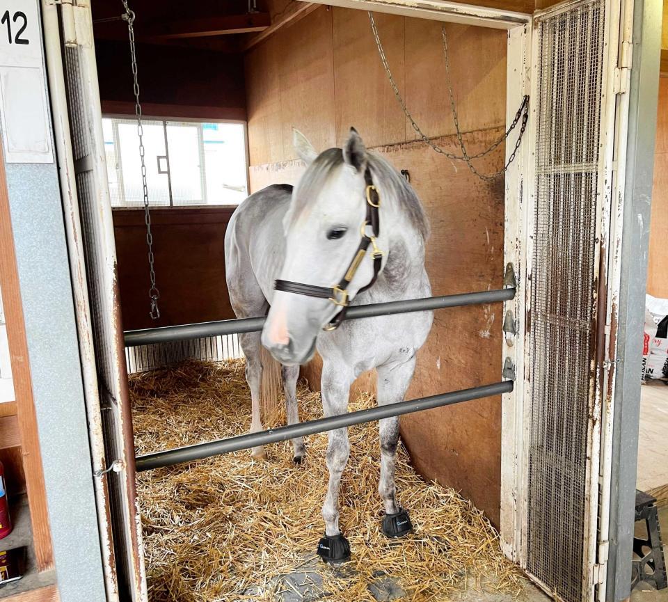 　芝砂兼備のカルネアサーダ