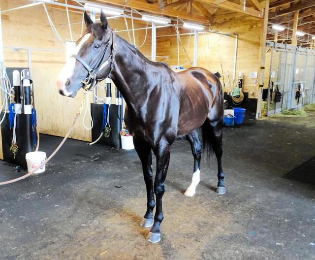 世界最強馬”イクイノックスはNF天栄で夏休み中 秋の最大目標ジャパン