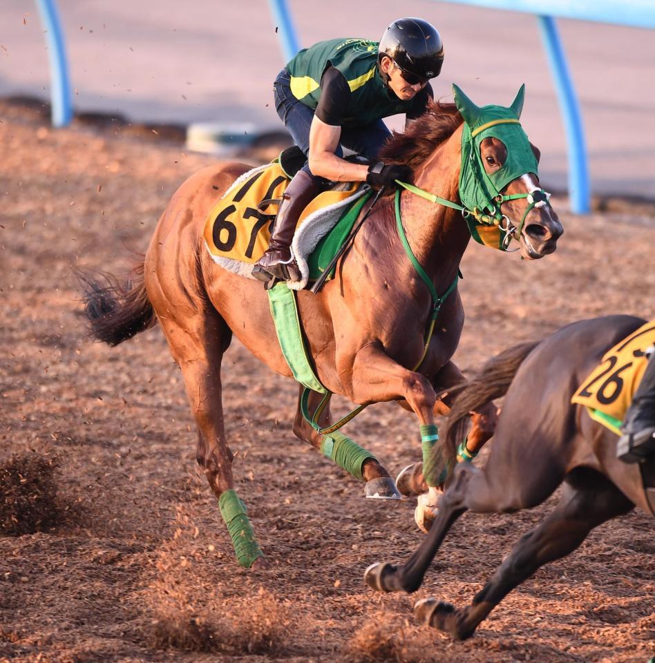 　元気いっぱいに駆け抜けたトキメキ（撮影・園田高夫）