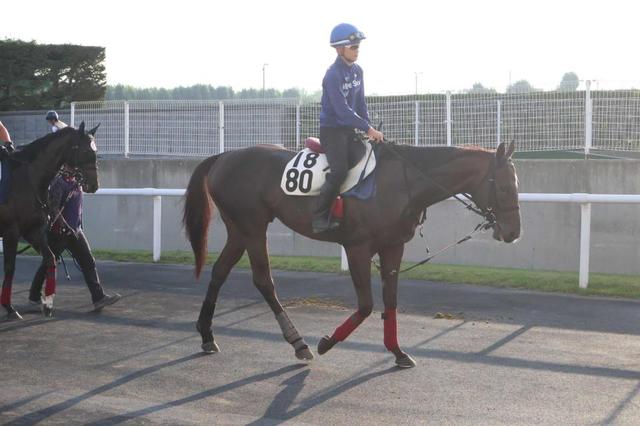 【エルムS】ペプチドナイル 重賞初挑戦でもかわらず主役 マリーンSの1~3着馬は減点なし 北海道ダート3冠へ