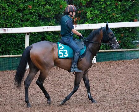 　日曜小倉５Ｒにスタンバイするテイエムチュララン