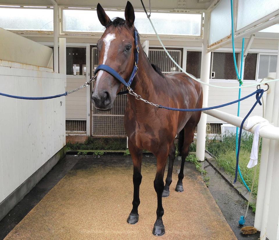 　土曜札幌５Ｒでデビューするアイスノート