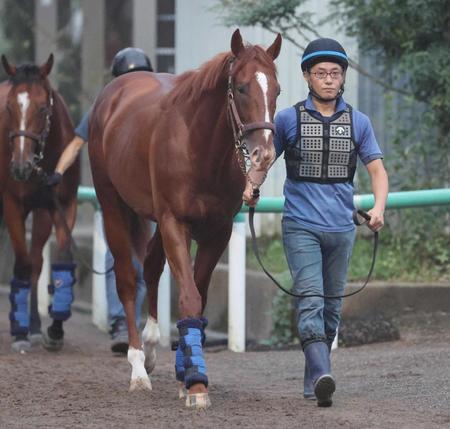 　運動する田中博厩舎のダノンマカルー