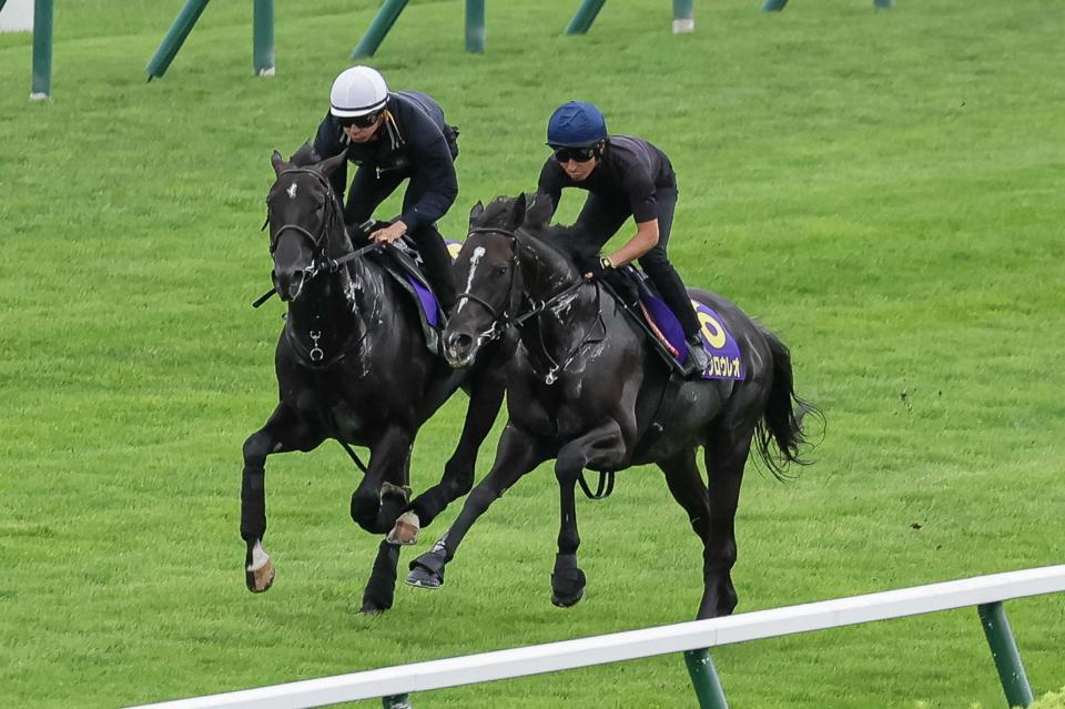 　戴冠を目指す昆厩舎２頭出しのトップナイフ（左）とマテンロウレオ