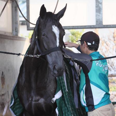 【新潟２歳Ｓ】アスコリピチェーノ　末脚非凡な良血馬　上がり３Ｆ３３秒３、新馬戦Ｖの瞬発力すでに重賞級