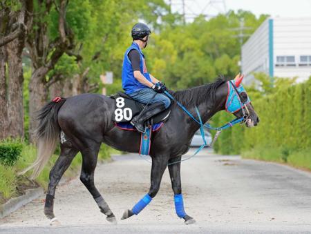 　古馬との初対戦で重賞初制覇を目指すビッグシーザー