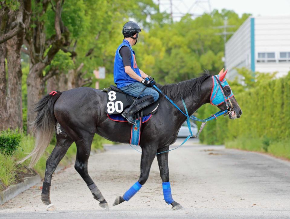 　古馬との初対戦で重賞初制覇を目指すビッグシーザー