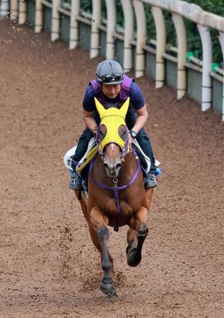 　栗東坂路を力強く駆け上がったボンボヤージ＝撮影・石湯恒介