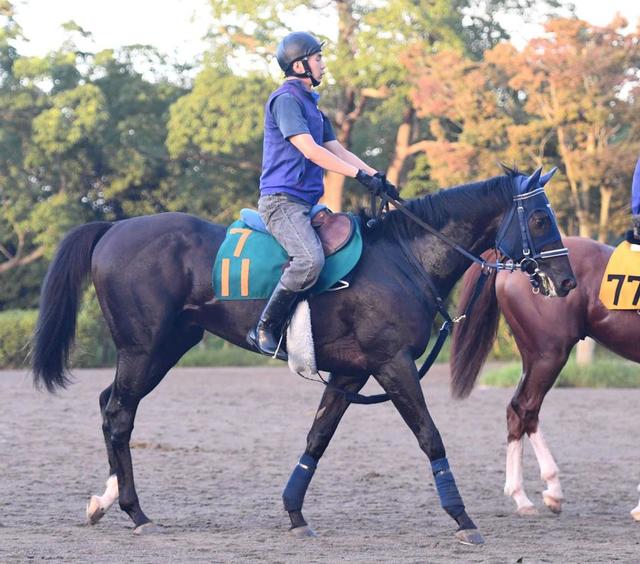 藤原サトノダイヤモンド 新馬戦〜天皇賞・春２歳から４歳国内全１０戦現地単勝 サトノダイヤモンド、天皇賞春の4つの敗因は？血統から導く理由