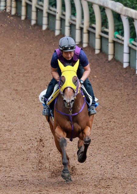 【セントウルＳ】ボンボヤージ　復調走４Ｆ５０秒５　ＤＰ＆ダート拒否で予定変更も坂路で気迫の登坂！