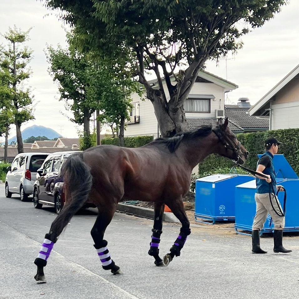検疫を終えて帰厩したドウデュース
