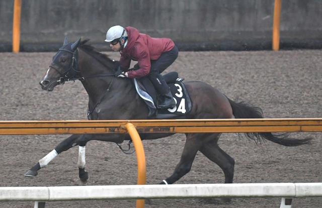 【阪神＆中山の危険な人気馬】グレートサンドシー　阪神１１Ｒ