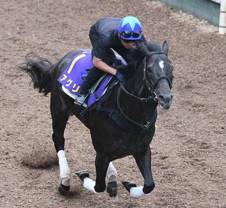 【スプリンターズＳ】アグリ　中山初見参も威風堂々　陣営「不安はなかった」