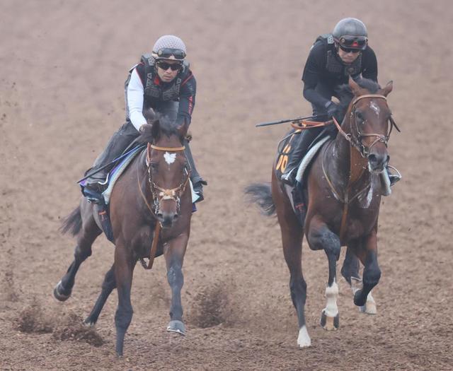 【菊花賞】タスティエーラ　１馬身遅れも良化　ぶっつけ本番にも堀師「暑い時期に無理をしなかった」