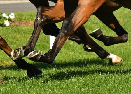 　凱旋門賞馬エースインパクトが来年から種牡馬入りする　※写真はイメージです（quentinjlang／stock.adobe.com）