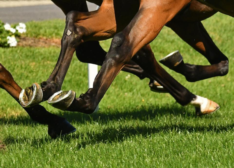 　凱旋門賞馬エースインパクトが来年から種牡馬入りする　※写真はイメージです（quentinjlang／stock.adobe.com）