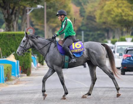 【菊花賞】馬場から浮上するのはこの馬だ