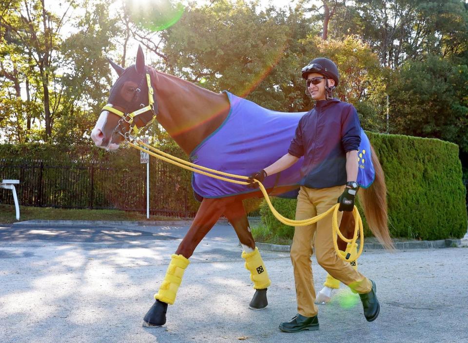 　ジャックドール