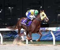 ロジータ記念を制したメイドイットナム＝川崎競馬場