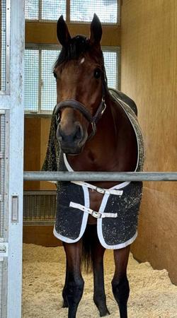 Ｇ１初挑戦初Ｖのブレイディヴェーグ　元気に完食　エリザベス女王杯Ｖ一夜明け