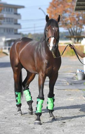【マイルＣＳ】エルトンバローズ　勝負強さは父ディープブリランテ譲り　パワーの源は祖母ニュースヴァリュー