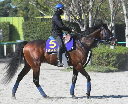 【マイルＣＳ】シュネルマイスター“三度目の正直”へ「ここまで順調」