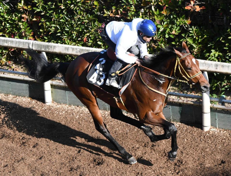 　栗東坂路で万全の態勢を整えたオールナット