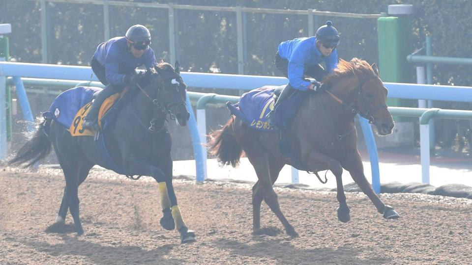 　坂井瑠星騎手を背に美浦Ｗ併せでチャンピオンズＣ１週前追い切りをおこなったレモンポップ（右）＝美浦トレセン（撮影・三好信也）