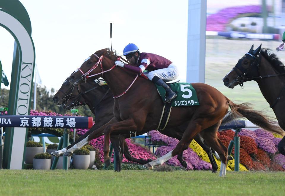 　京都２歳Ｓを制したシンエンペラー（撮影・石井剣太郎）