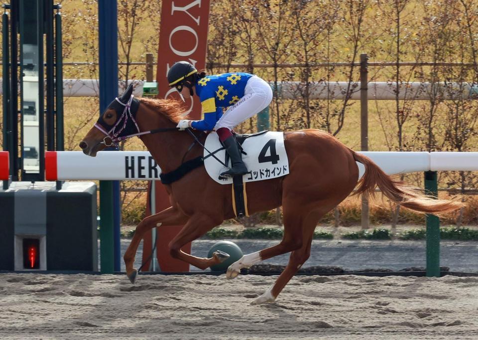 　２番手から抜け出したゴッドカインド＝京都競馬場（撮影・石湯恒介）