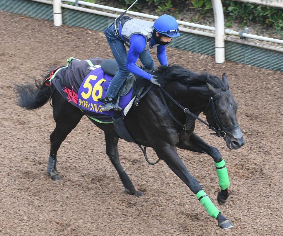 　栗東坂路で追い切るジャスティンパレス＝１０月２５日